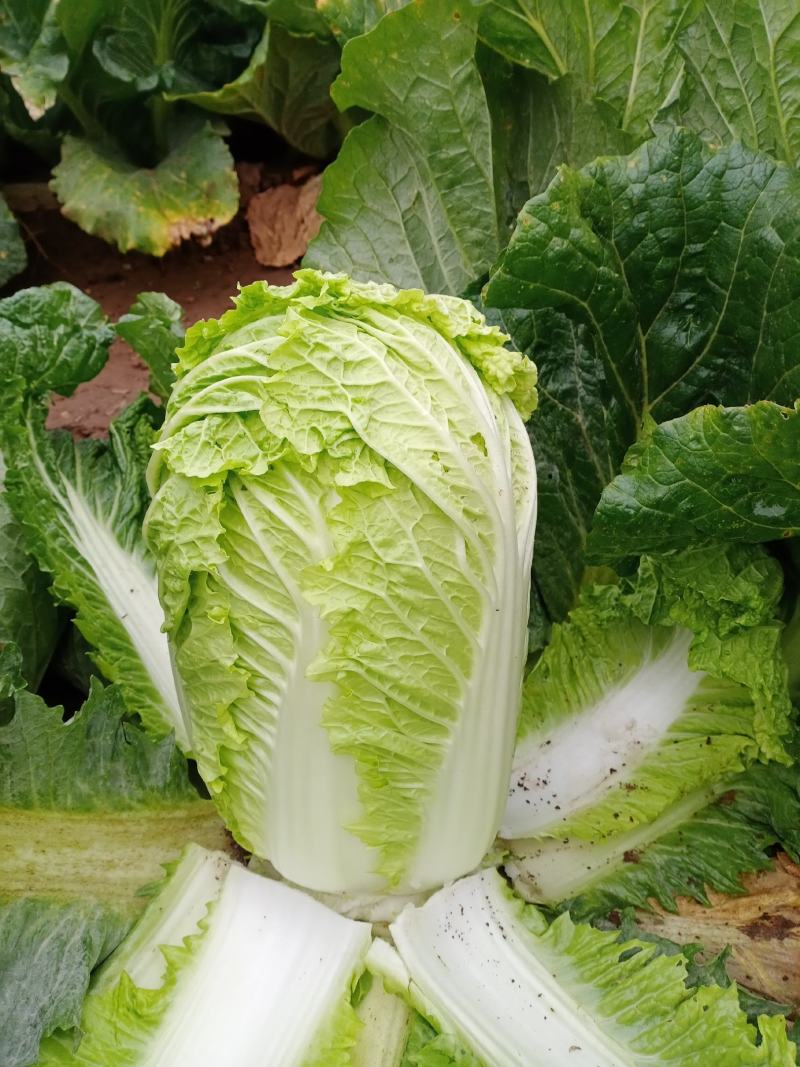 内蒙古乌兰察布秋绿60白菜，货源充足，保质保量