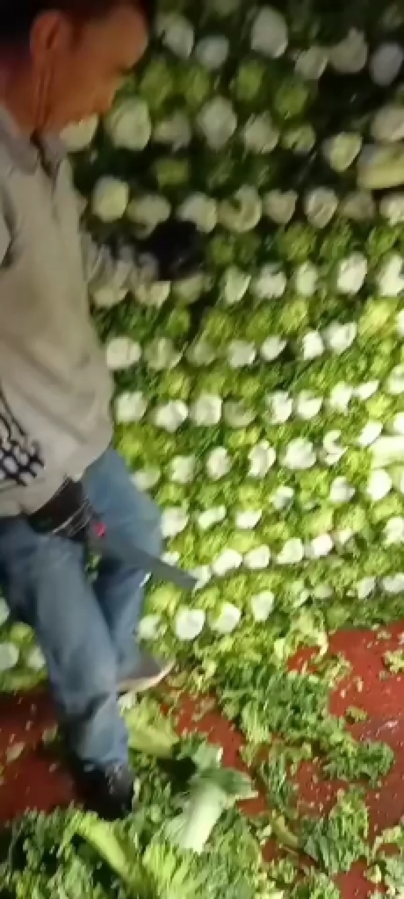 内蒙古乌兰察布秋绿60白菜，货源充足，保质保量