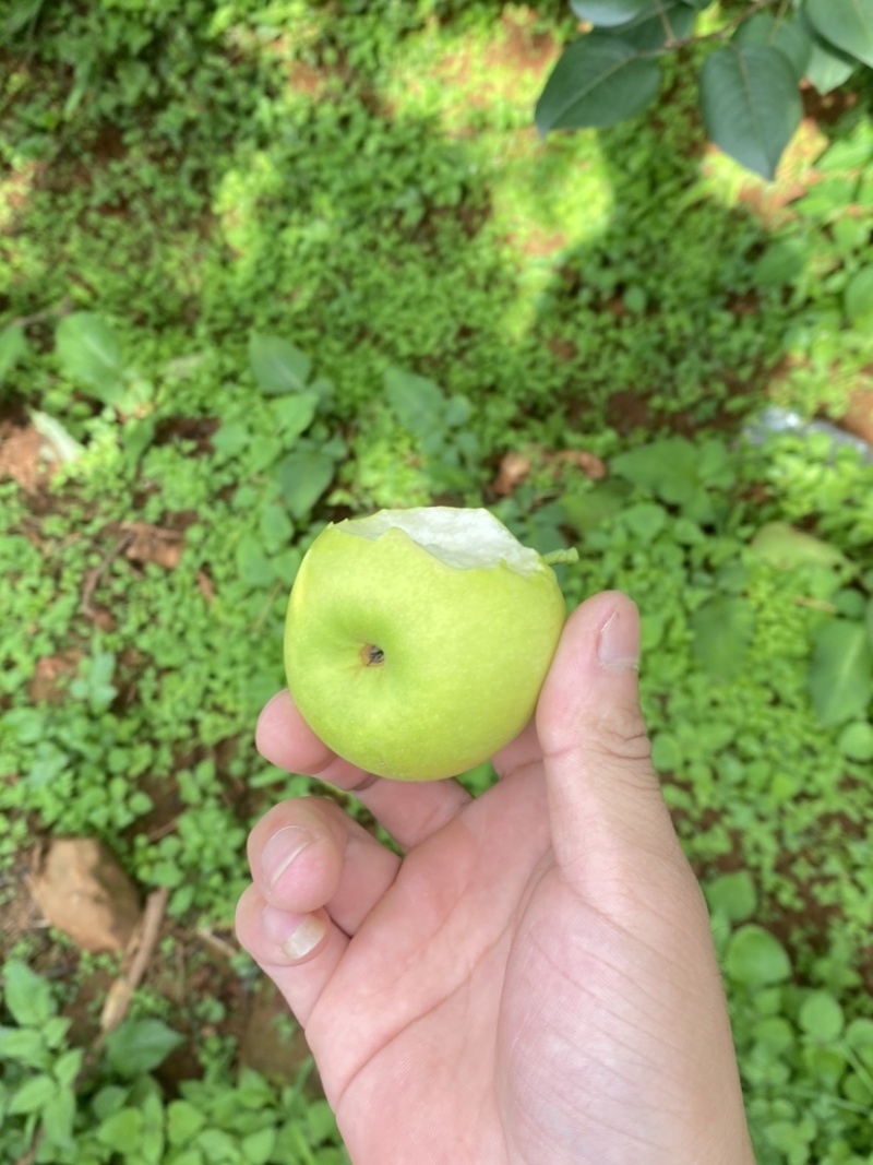 早熟梨，1259口感好果好量大，，，，，，，，，，，