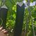 广西玉林市博白县有上千亩优质黑皮吊冬瓜质量有保证