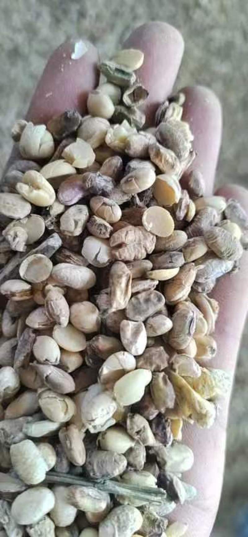 山东碎黄豆，产地直发，保质保量，欢迎老板选购