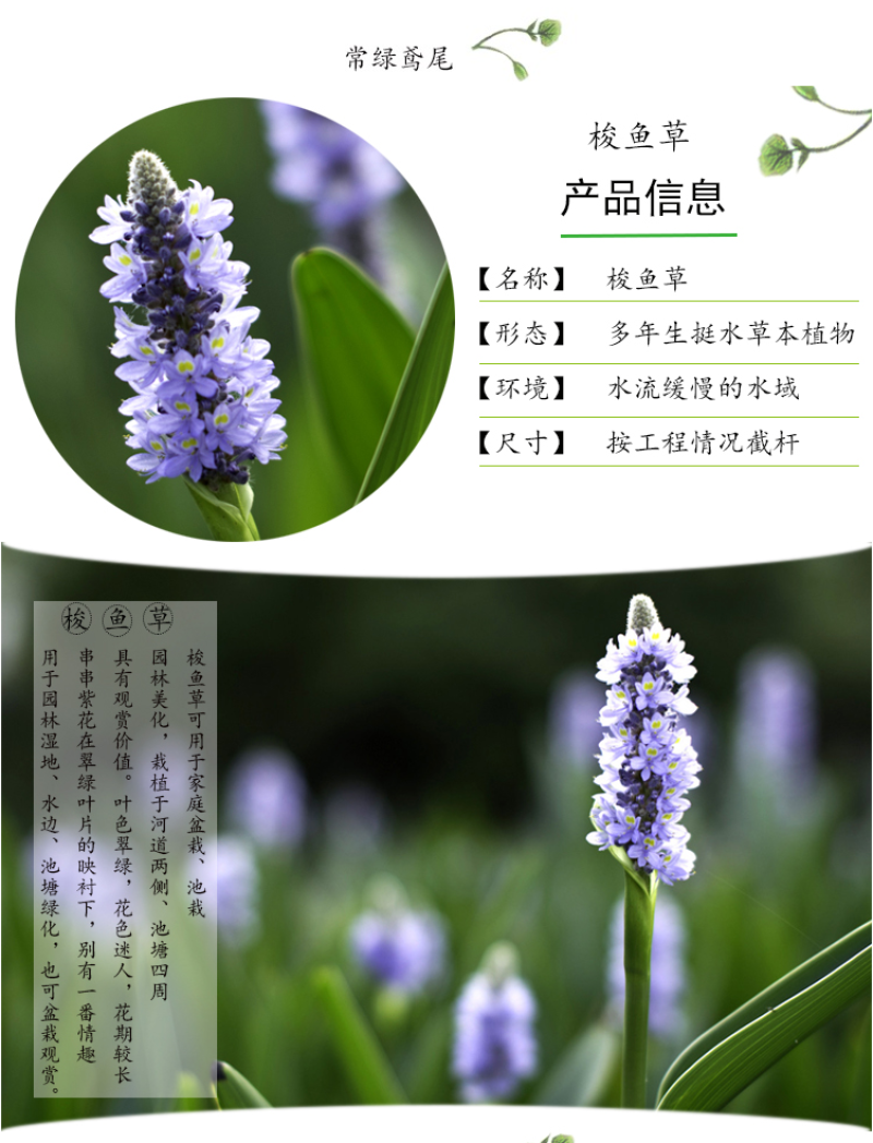 美人蕉种子红艳蕉小花美人蕉小芭蕉黄花庭院花籽易活水生植物