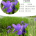 美人蕉种子红艳蕉小花美人蕉小芭蕉黄花庭院花籽易活水生植物