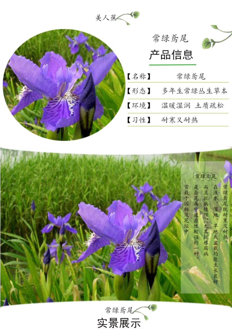 美人蕉种子红艳蕉小花美人蕉小芭蕉黄花庭院花籽易活水生植物