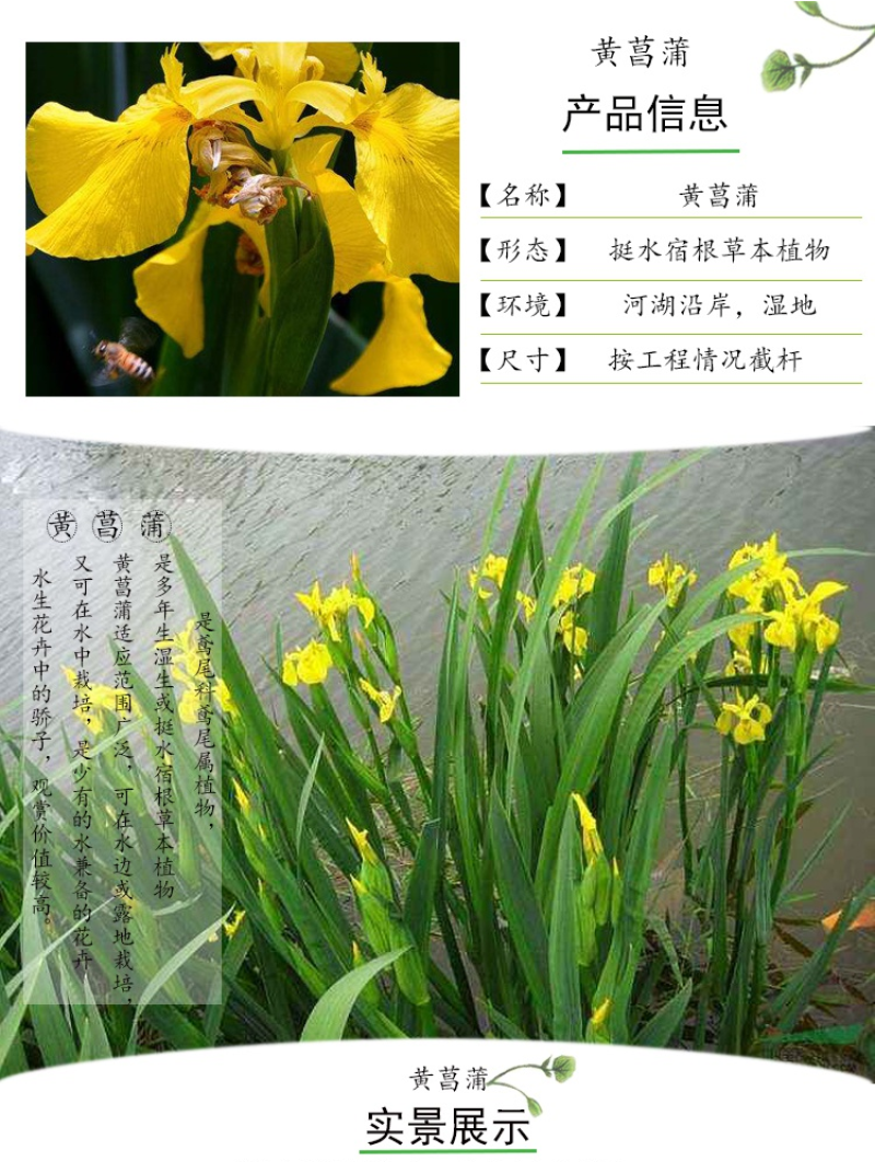 美人蕉种子红艳蕉小花美人蕉小芭蕉黄花庭院花籽易活水生植物
