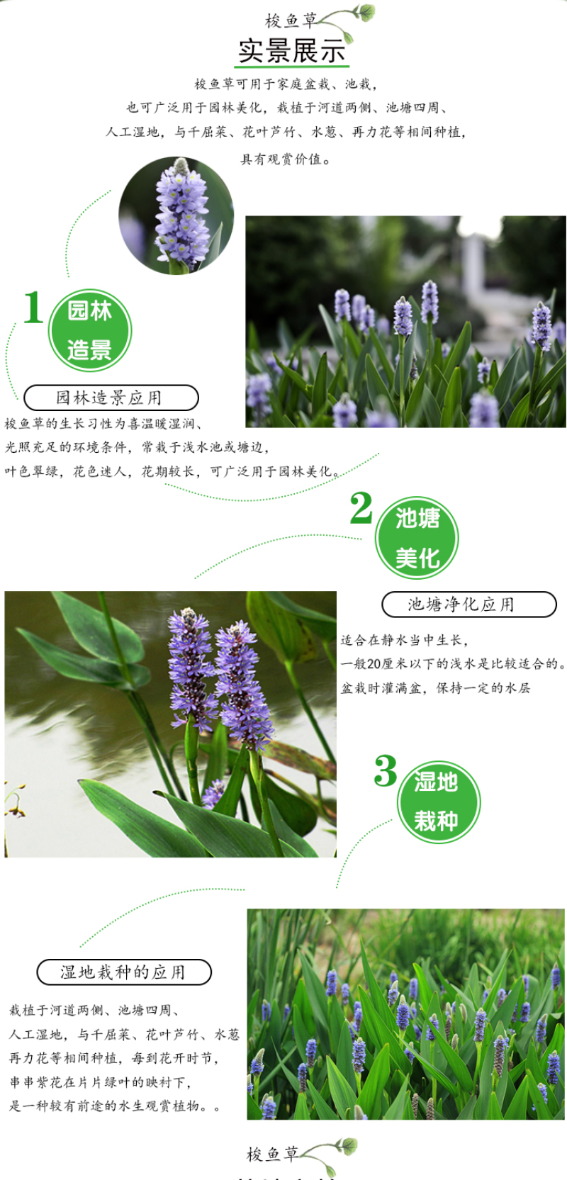 美人蕉种子红艳蕉小花美人蕉小芭蕉黄花庭院花籽易活水生植物