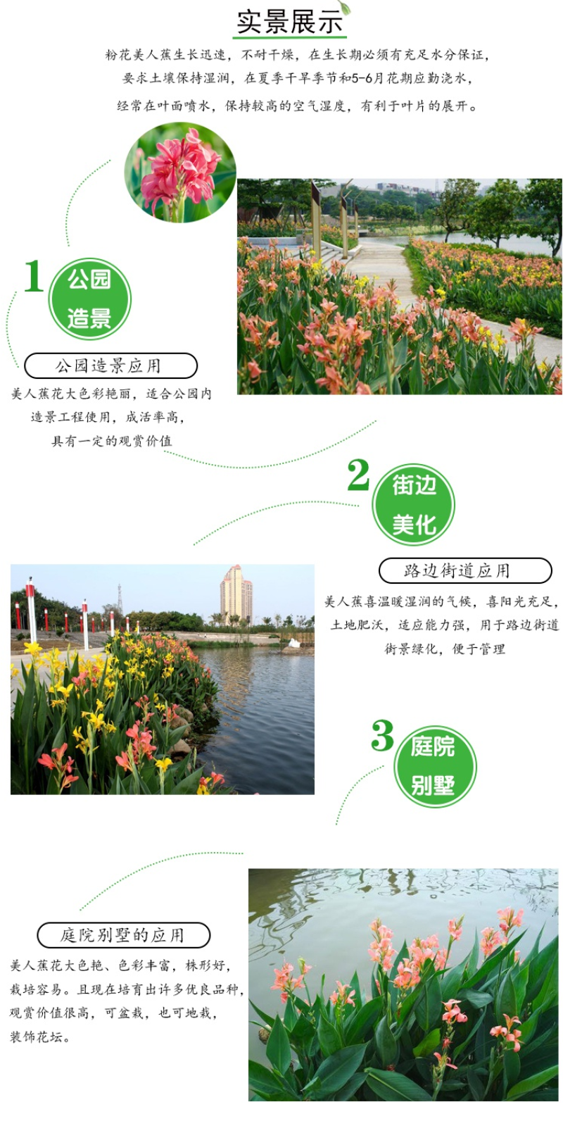 美人蕉种子红艳蕉小花美人蕉小芭蕉黄花庭院花籽易活水生植物