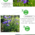 美人蕉种子红艳蕉小花美人蕉小芭蕉黄花庭院花籽易活水生植物