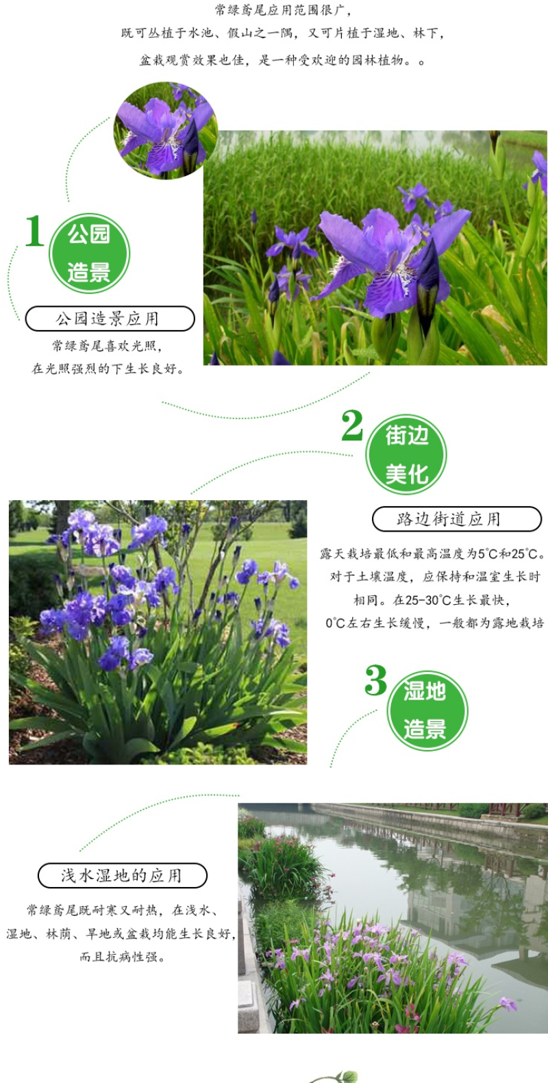 美人蕉种子红艳蕉小花美人蕉小芭蕉黄花庭院花籽易活水生植物