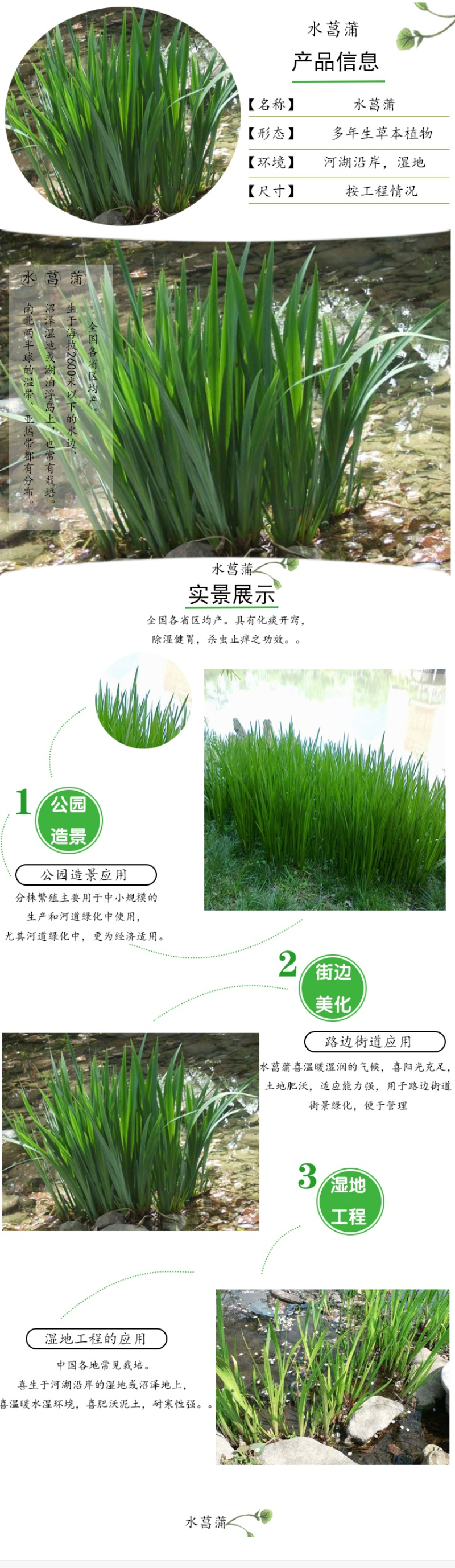 美人蕉种子红艳蕉小花美人蕉小芭蕉黄花庭院花籽易活水生植物