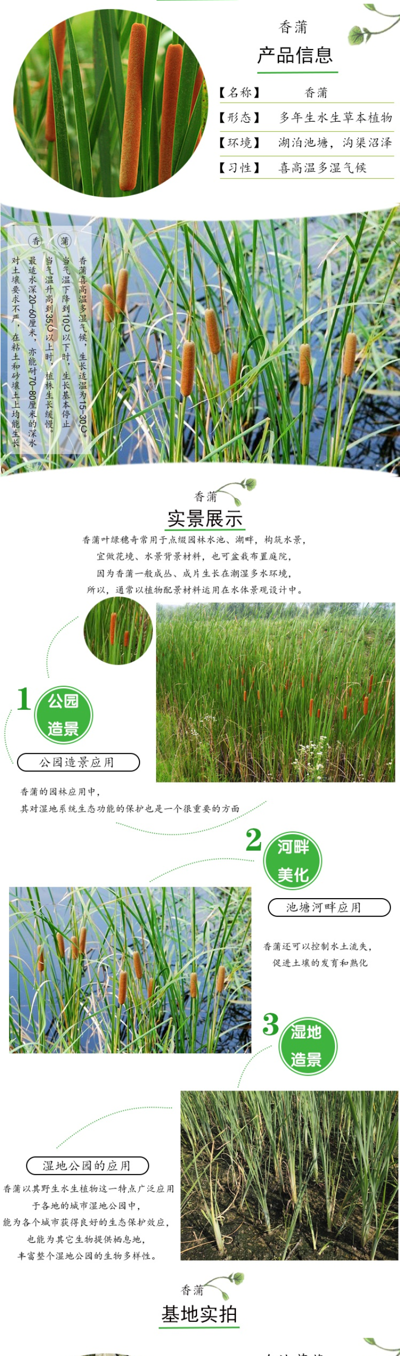 美人蕉种子红艳蕉小花美人蕉小芭蕉黄花庭院花籽易活水生植物