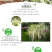 美人蕉种子红艳蕉小花美人蕉小芭蕉黄花庭院花籽易活水生植物