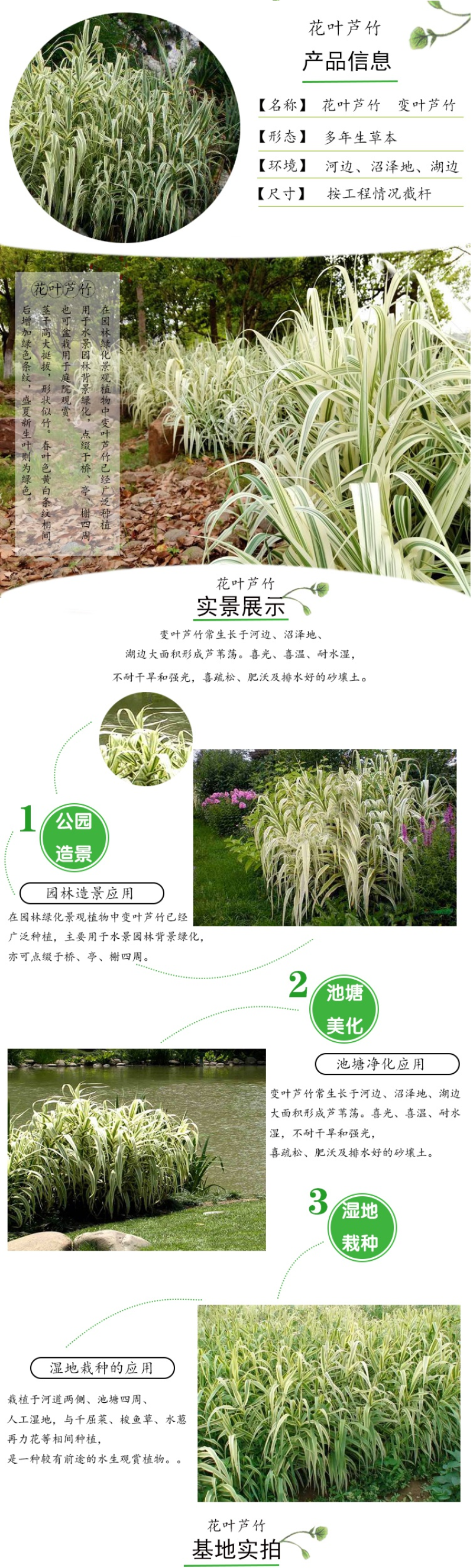 美人蕉种子红艳蕉小花美人蕉小芭蕉黄花庭院花籽易活水生植物