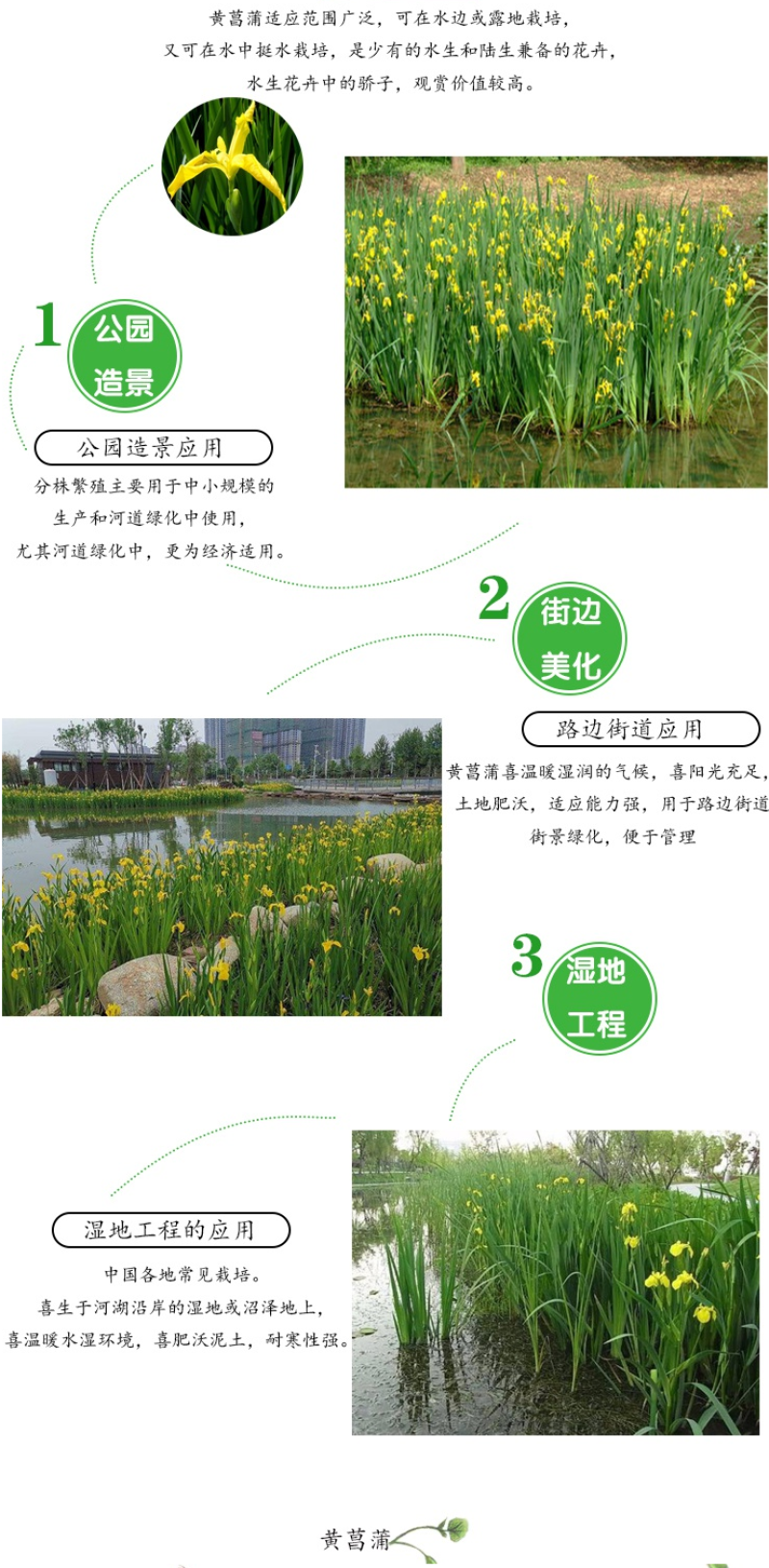 美人蕉种子红艳蕉小花美人蕉小芭蕉黄花庭院花籽易活水生植物