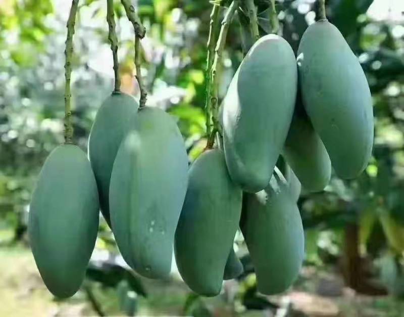 广西南宁江南区甜煌芒果大量上市
