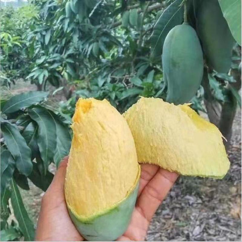 广西南宁江南区甜煌芒果大量上市