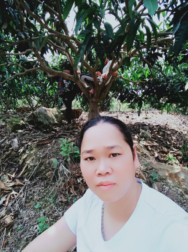 广西南宁江南区甜煌芒果大量上市