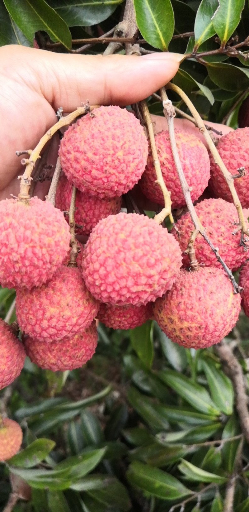 嫁接贵味