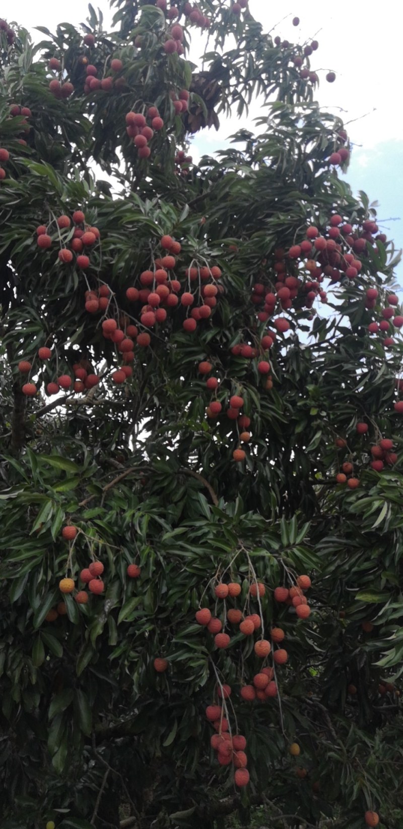 嫁接贵味