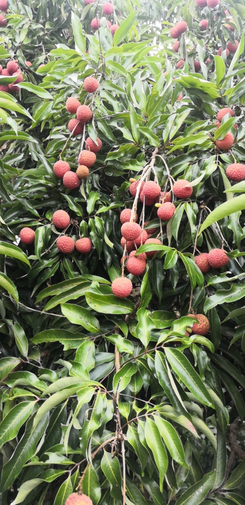 嫁接贵味