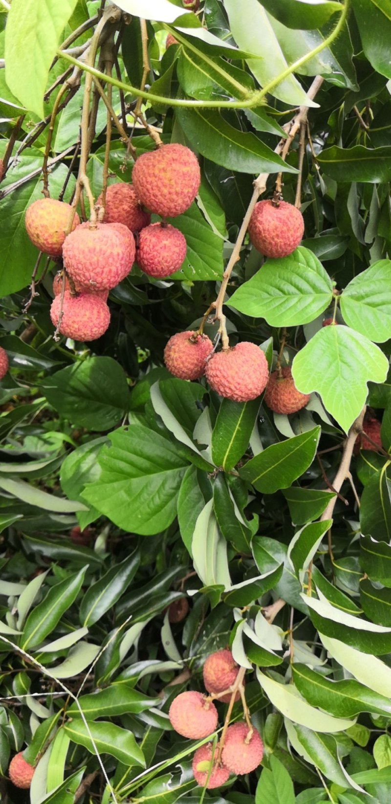 嫁接贵味