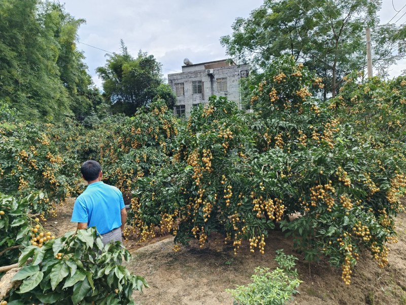 香蜜黑金刚黄皮果大量上市