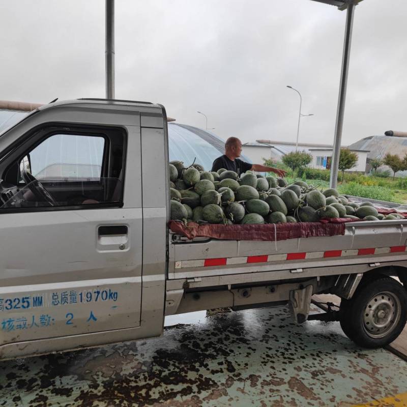 网纹瓜哈密瓜七彩脆蜜，20个糖超甜，口感超好。