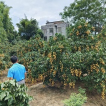 香蜜黑金刚黄皮果大量上市