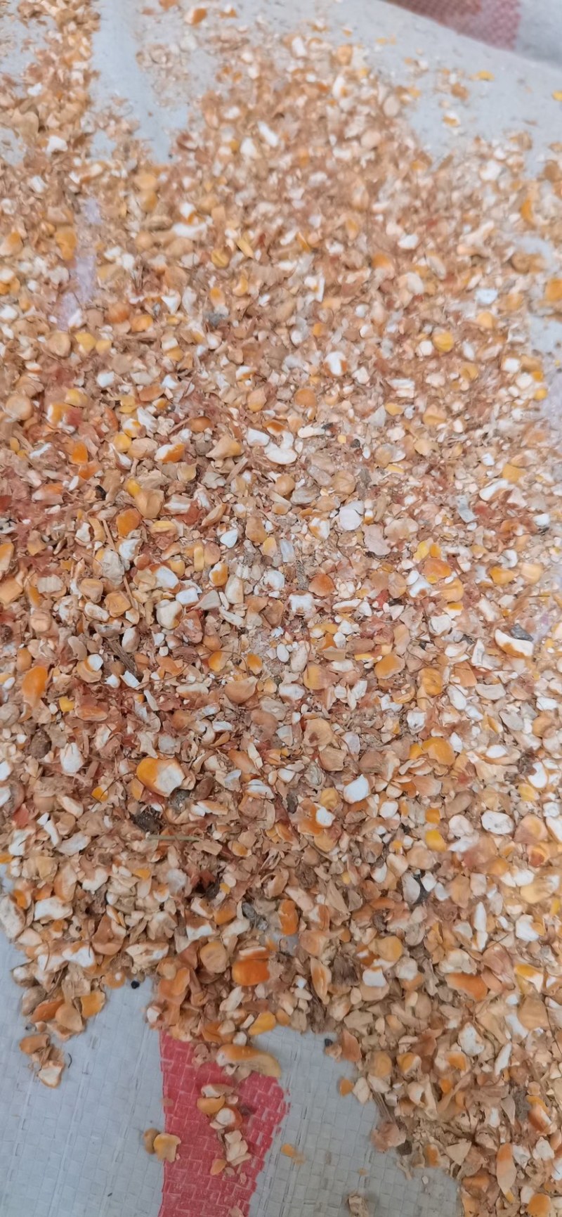 碎玉米净粮适合鸡鸭鹅养殖用户使用几个粮的都有