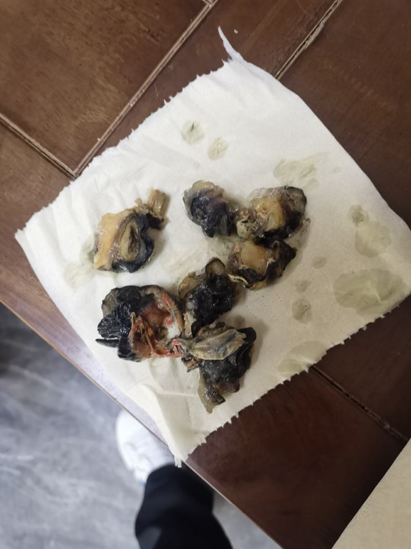 螺肉田螺田螺肉上市产地一手货源，价低质优干净无杂质～