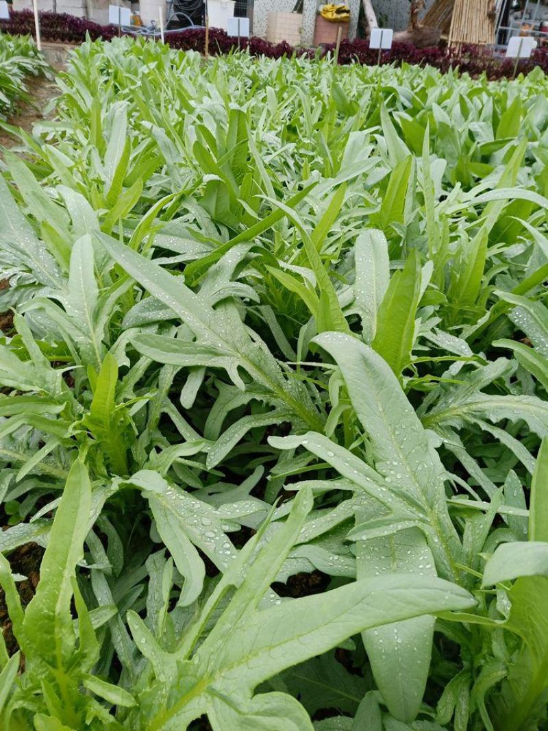 翡翠油麦菜种子油麦菜籽四季播农家盆栽高产南方菜园蔬菜种孑