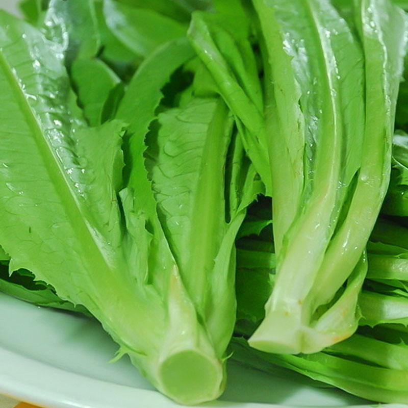 翡翠油麦菜种子油麦菜籽四季播农家盆栽高产南方菜园蔬菜种孑