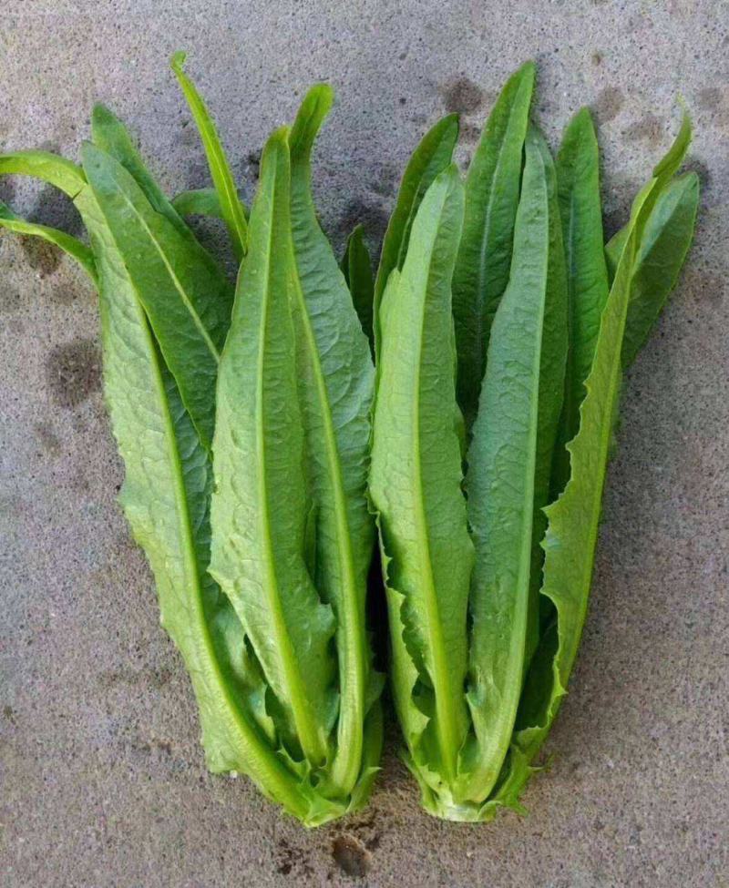 翡翠油麦菜种子油麦菜籽四季播农家盆栽高产南方菜园蔬菜种孑