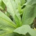 翡翠油麦菜种子油麦菜籽四季播农家盆栽高产南方菜园蔬菜种孑