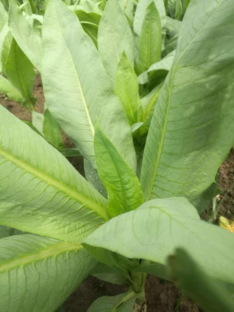翡翠油麦菜种子油麦菜籽四季播农家盆栽高产南方菜园蔬菜种孑