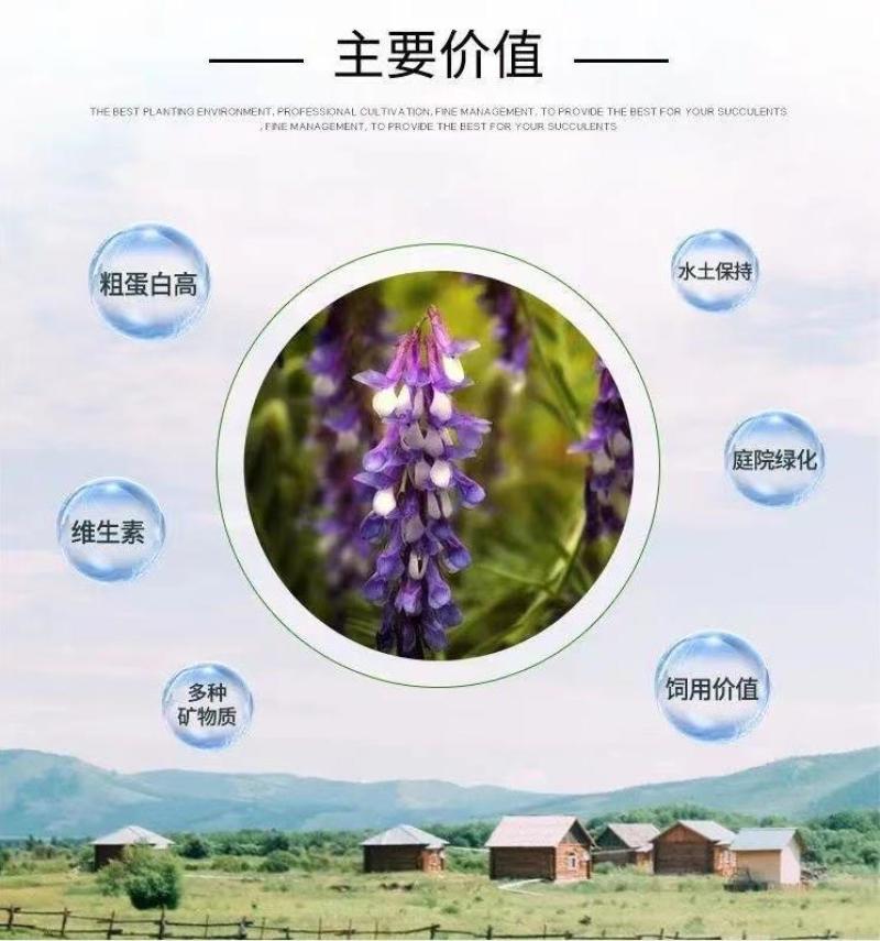 光叶紫花苕种苕子种毛苕子草籽种子绿肥种籽果园多年生野豌豆