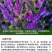 光叶紫花苕种苕子种毛苕子草籽种子绿肥种籽果园多年生野豌豆