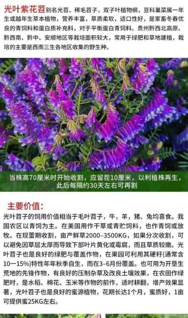 光叶紫花苕种苕子种毛苕子草籽种子绿肥种籽果园多年生野豌豆