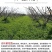 光叶紫花苕种苕子种毛苕子草籽种子绿肥种籽果园多年生野豌豆