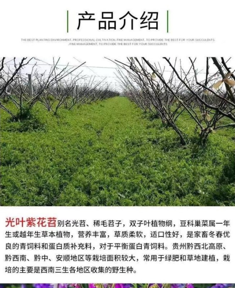 光叶紫花苕种苕子种毛苕子草籽种子绿肥种籽果园多年生野豌豆