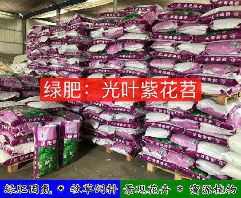 光叶紫花苕种苕子种毛苕子草籽种子绿肥种籽果园多年生野豌豆