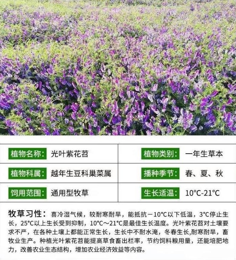光叶紫花苕种苕子种毛苕子草籽种子绿肥种籽果园多年生野豌豆