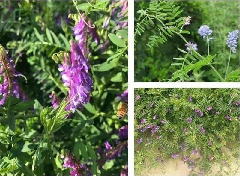 光叶紫花苕种苕子种毛苕子草籽种子绿肥种籽果园多年生野豌豆