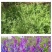 光叶紫花苕种苕子种毛苕子草籽种子绿肥种籽果园多年生野豌豆