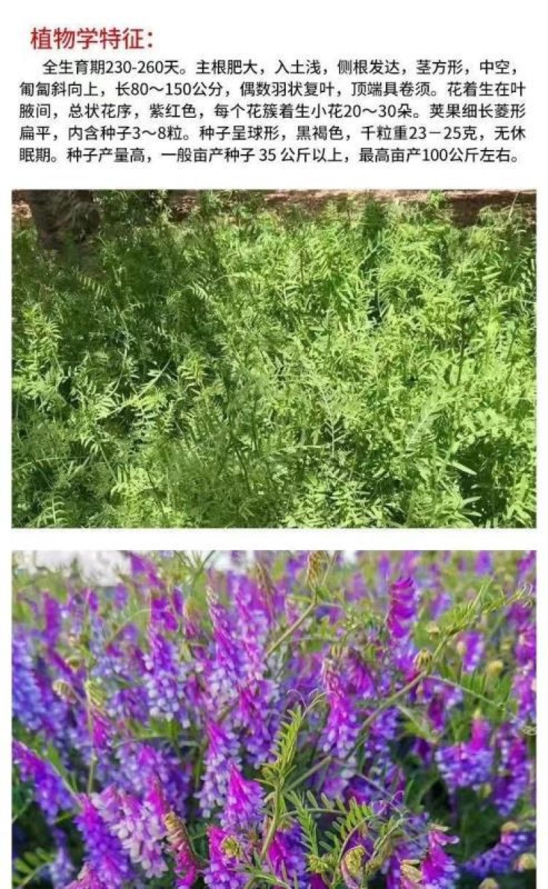 光叶紫花苕种苕子种毛苕子草籽种子绿肥种籽果园多年生野豌豆
