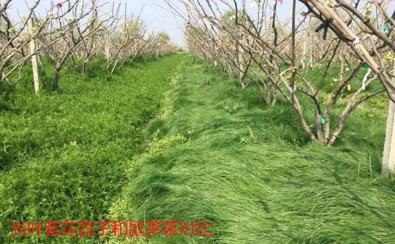 光叶紫花苕种苕子种毛苕子草籽种子绿肥种籽果园多年生野豌豆