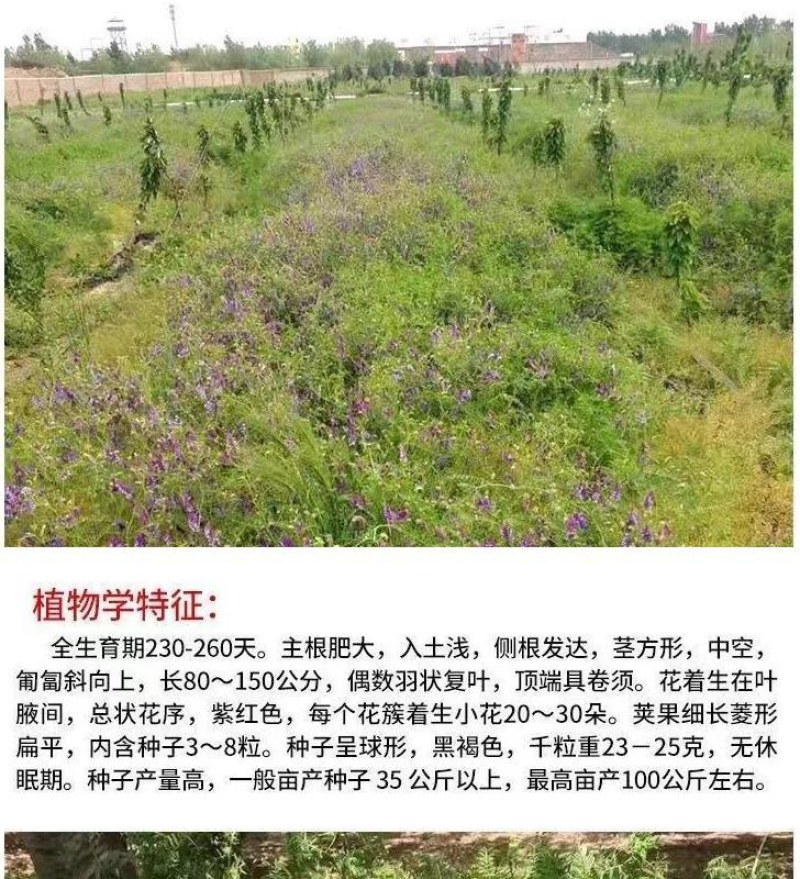 光叶紫花苕种苕子种毛苕子草籽种子绿肥种籽果园多年生野豌豆