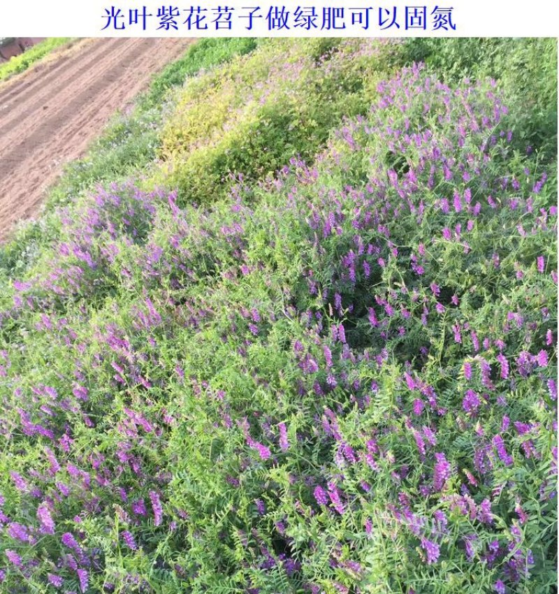 光叶紫花苕种苕子种毛苕子草籽种子绿肥种籽果园多年生野豌豆