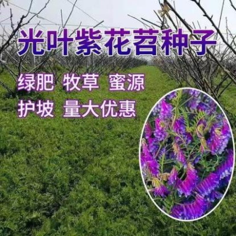 光叶紫花苕种苕子种毛苕子草籽种子绿肥种籽果园多年生野豌豆