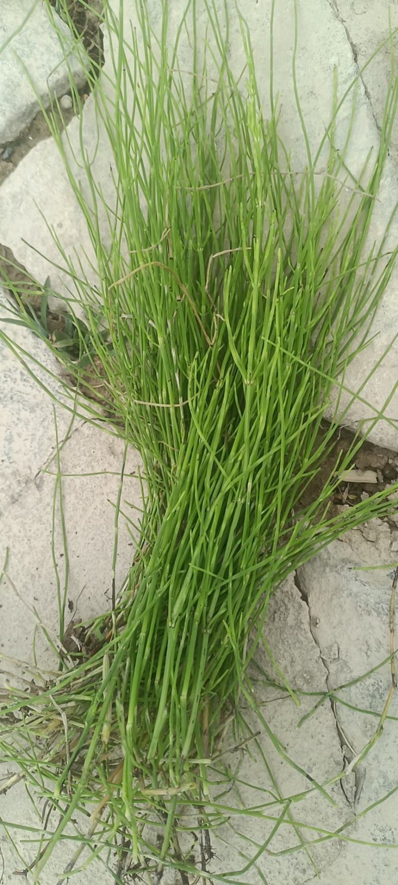 野生木贼品质保证